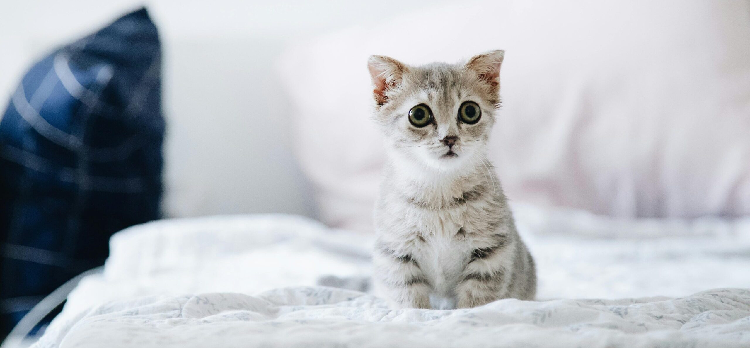Cute grey kitten with big eyes sitting on a bed indoors. Perfect for pet lovers